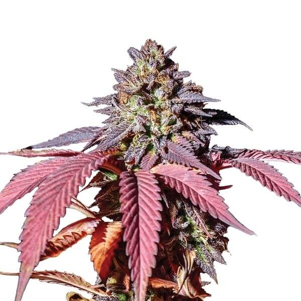 Purple Queen Semillas De Marihuana Feminizadas