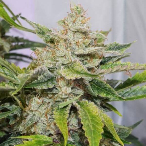 Auto Skywalker Haze Semillas De Marihuana Autoflorecientes