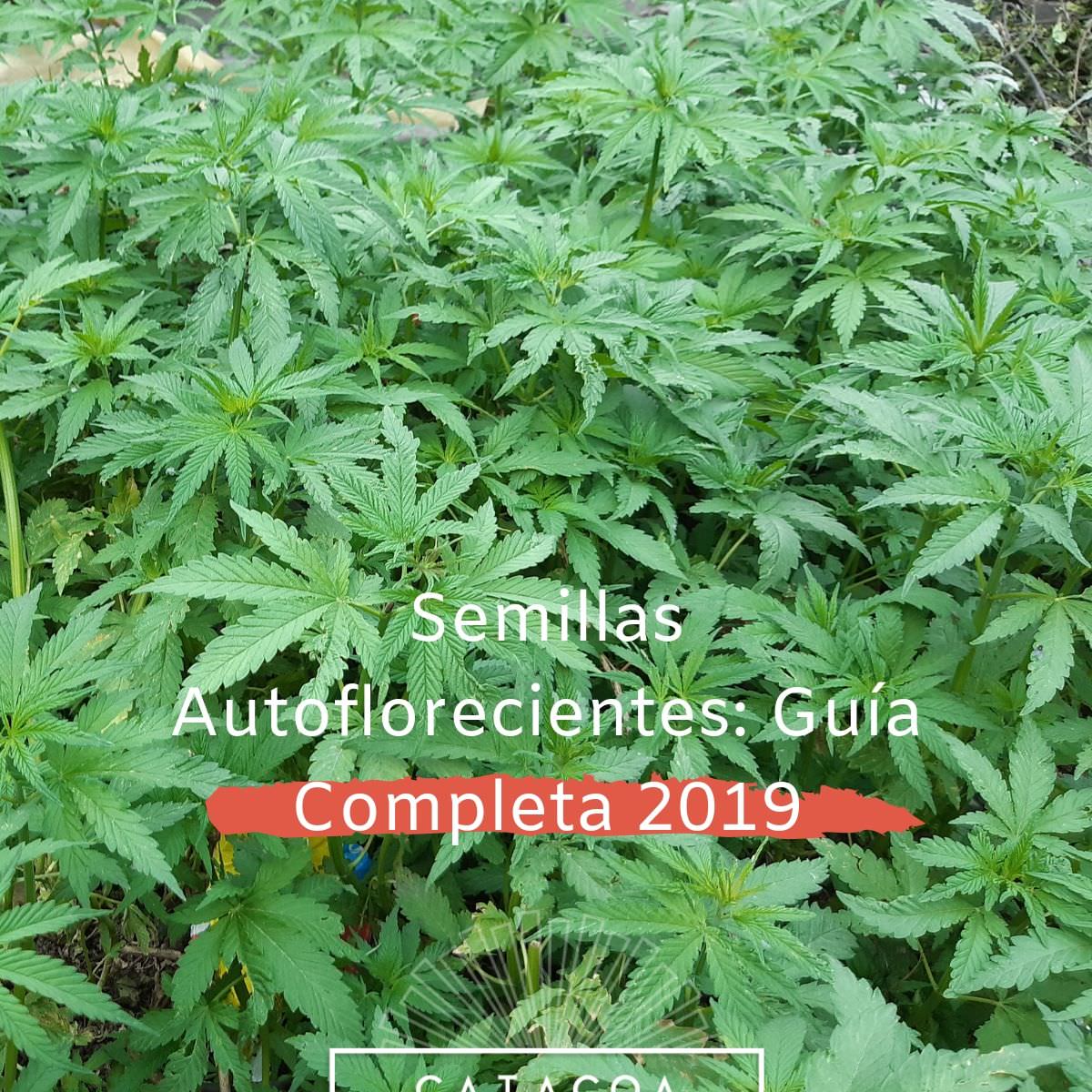 Cómo germinar Semillas de Marihuana - Guía Completa (2020)