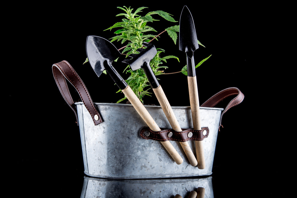 Las 7 razones por las que debes cultivar tu propia marihuana
