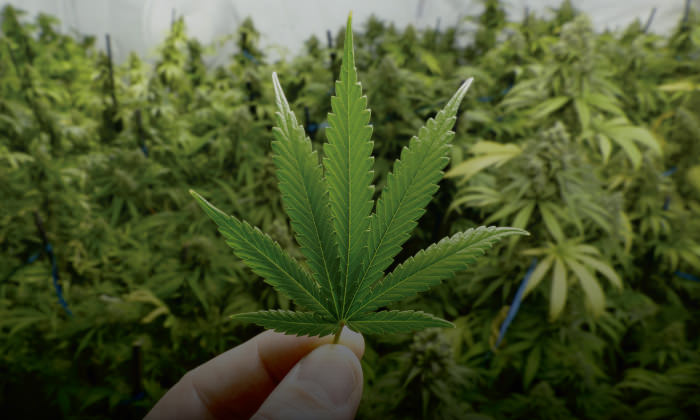 Los factores limitantes: todo lo que debes saber para comenzar tu cultivo de Cannabis