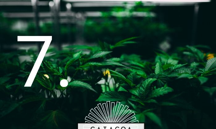 7 Recomendaciones antes de empezar tu cultivo de marihuana