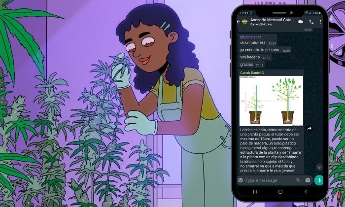 Acompañamiento virtual: Una forma rápida, efectiva y divertida de iniciar tu autocultivo de cannabis