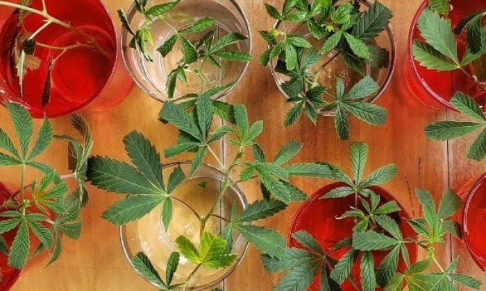 Esquejes de marihuana - Guía completa para sacar clones [2021]