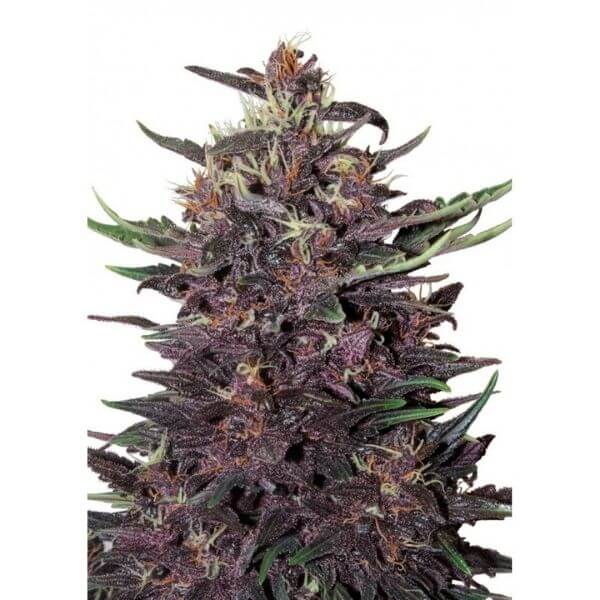 Purple Kush Autofloreciente - Buddha Seed