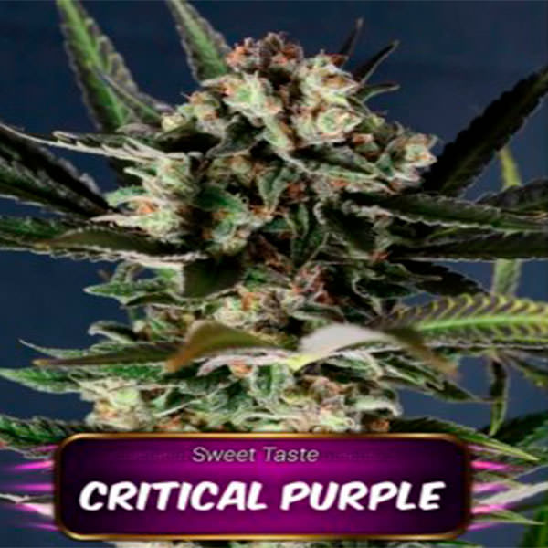 Critical Purple