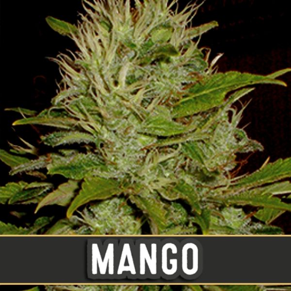 Mango - Blimburn seeds