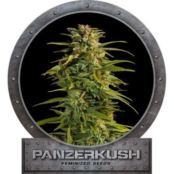 Panzer Kush - Garden High Pro