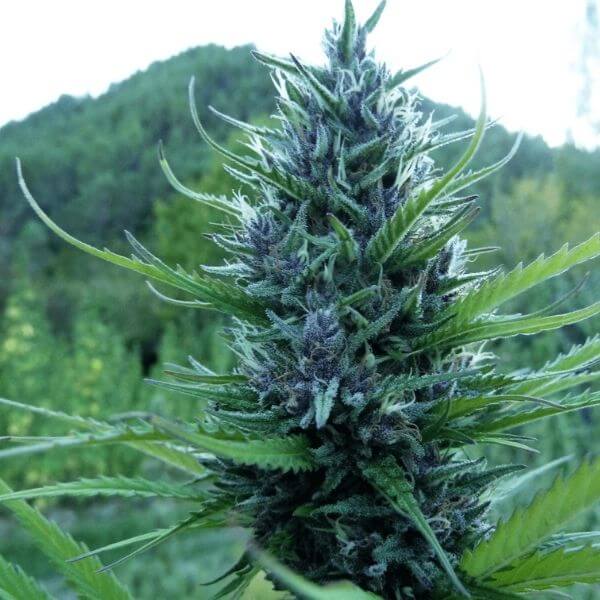 Queen CBD  - Medical Marijuana Genetics