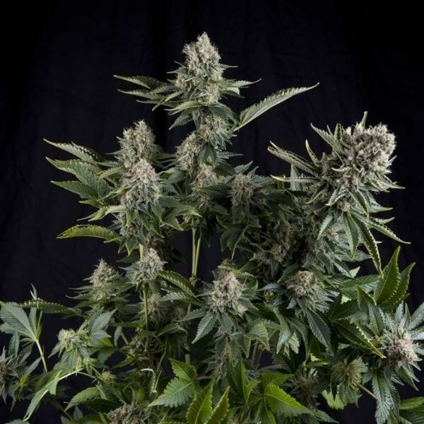 White widow - Phoenix cannabis seeds
