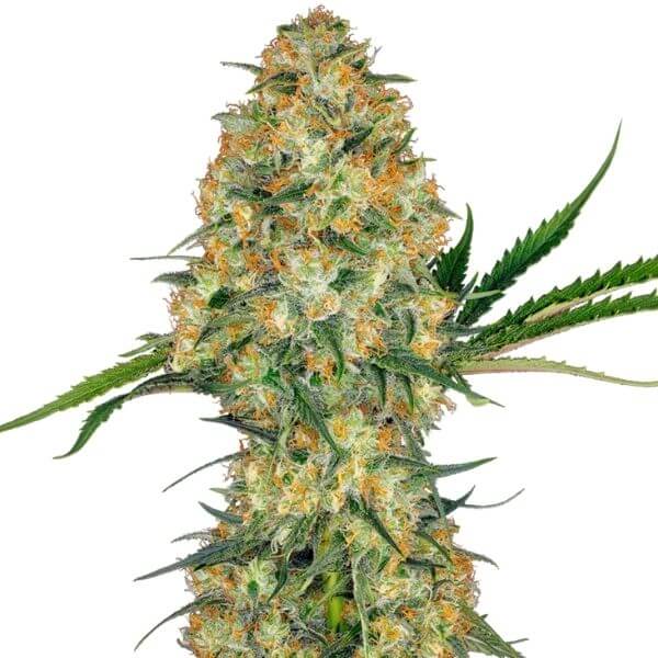 Compra Hindu Kush Semillas De Marihuana Feminizadas Compra Hindu Kush Semillas De Marihuana Feminizadas