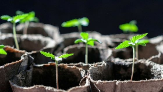 20 plantas de marihuana